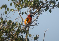 Icterus croconotus