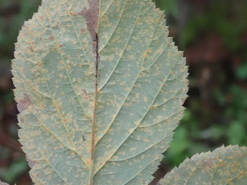 Red Raspberry Yellow Rust