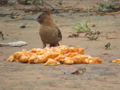 Pseudoseisura lophotes