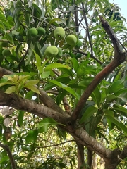 Mangifera indica