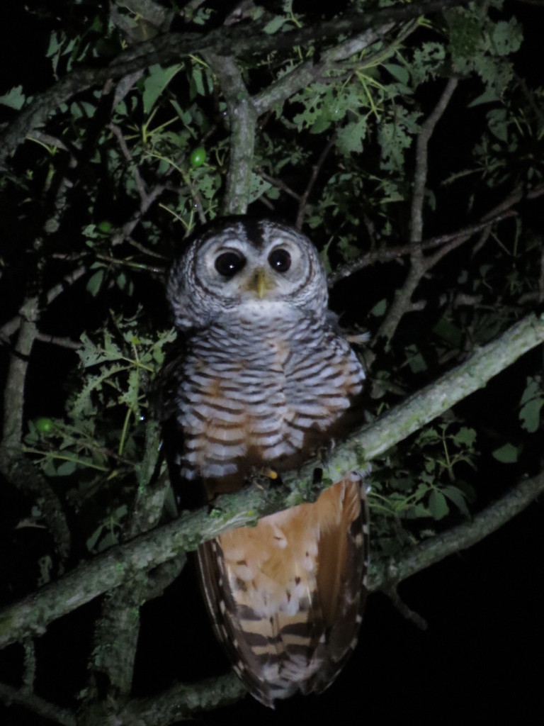 Chaco Owl