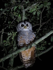 Strix chacoensis