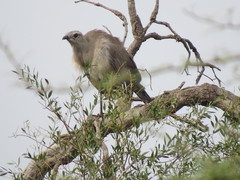 Chunga burmeisteri