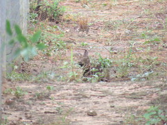 Rhinocrypta lanceolata