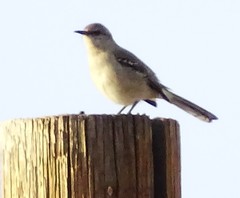 Mimus polyglottos
