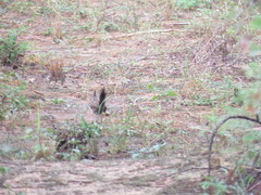 Rhinocrypta lanceolata