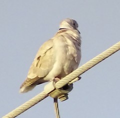 Streptopelia decaocto