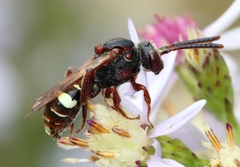 Nomada vicina