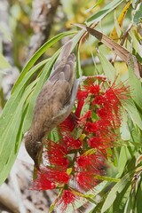Brown-Backed Honeyeater photo 2