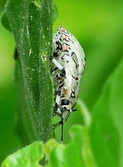 Apateticus lineolatus