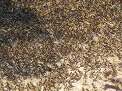 Schistocerca cancellata