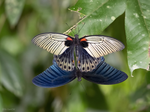 Papilio memnon Linnaeus, 1758