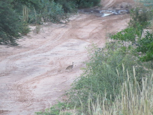 Quebracho Crested Tinamou (Eudromia formosa), photo 4