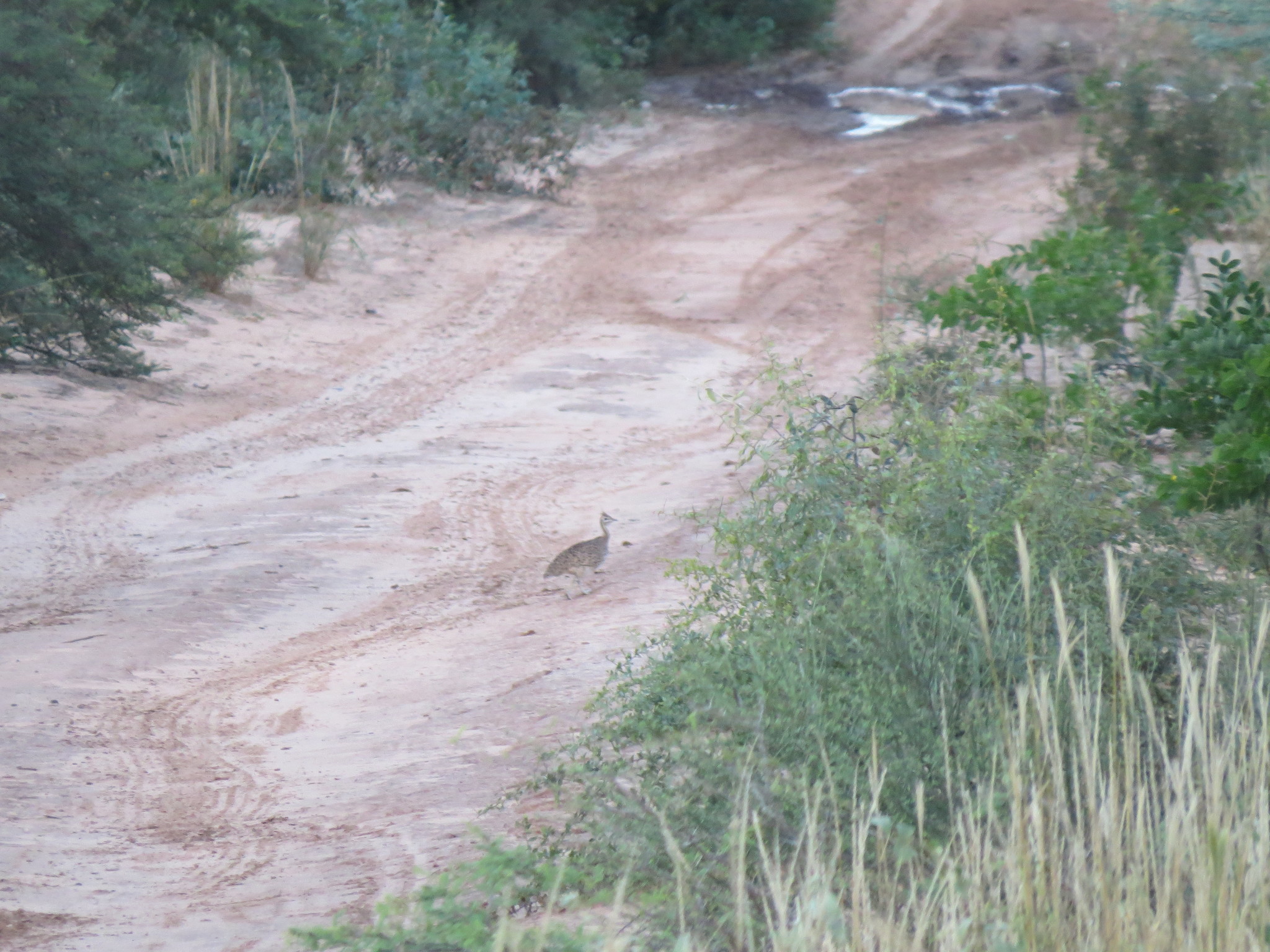 Quebracho Crested Tinamou (Eudromia formosa), photo 4