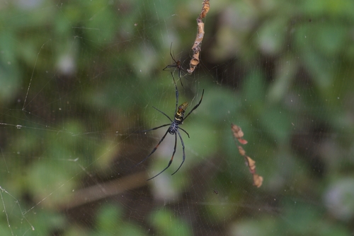 Redleg Orbweaver