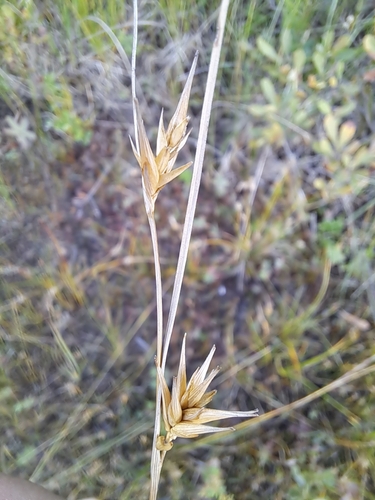 Image of Carex michauxiana by no rights reserved