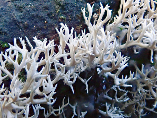 Lentaria glaucosiccescens image