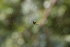 Gasteracantha falcicornis