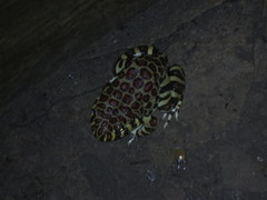 Leptodactylus laticeps