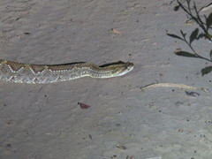 Crotalus durissus