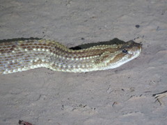 Crotalus durissus