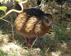 Gallirallus australis hectori