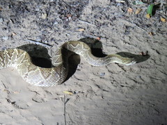 Crotalus durissus