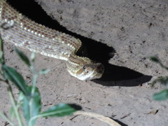 Crotalus durissus