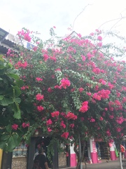 Bougainvillea