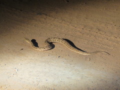 Bothrops diporus