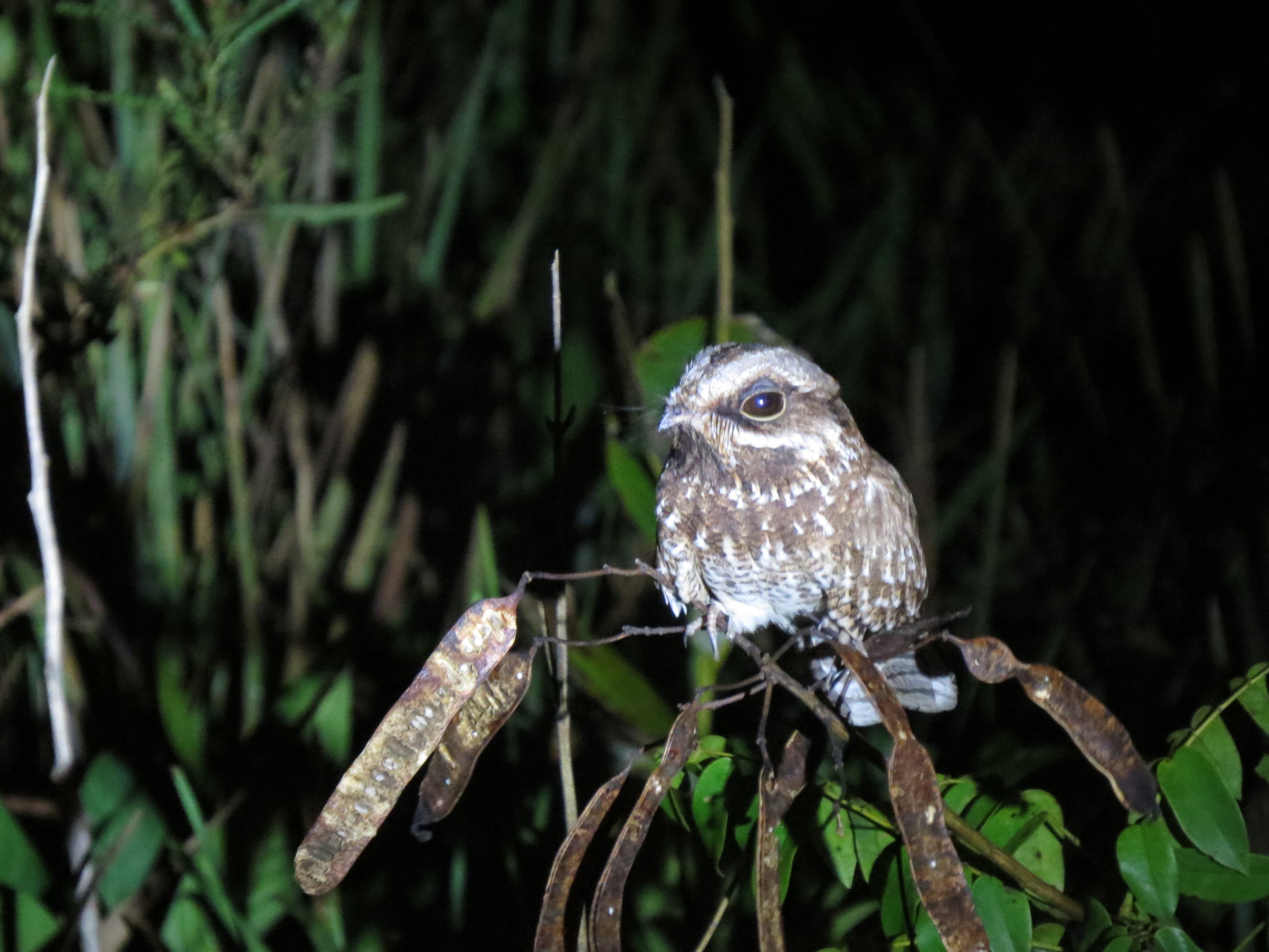 White-winged Nightjar (Eleothreptus candicans), photo 3