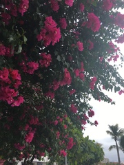 Bougainvillea