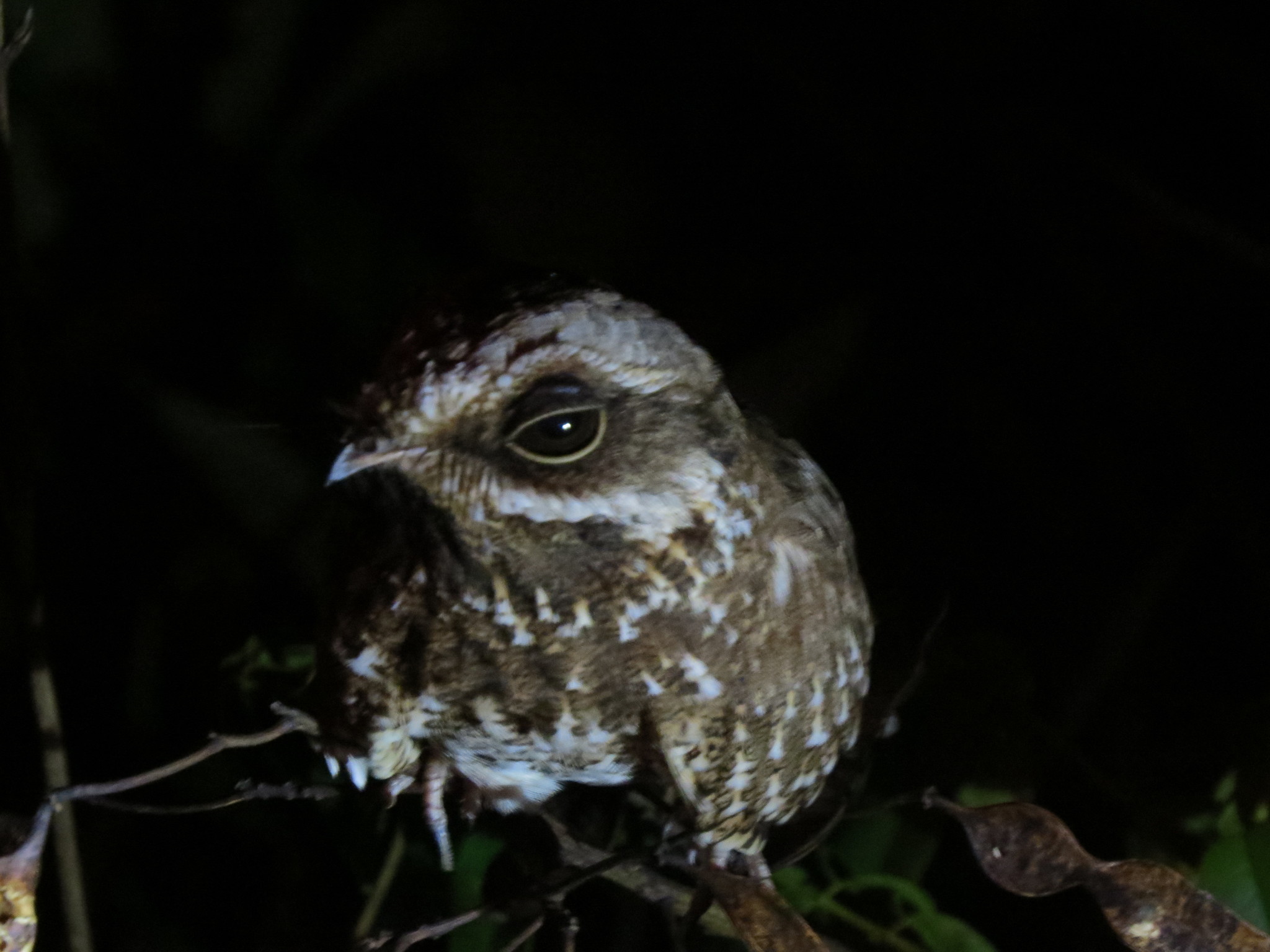 White-winged Nightjar (Eleothreptus candicans), photo 5