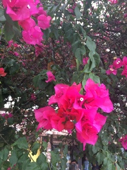 Bougainvillea