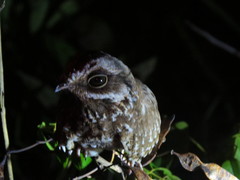 Eleothreptus candicans