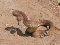 Crotalus ruber ruber