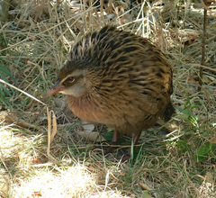 Gallirallus australis hectori