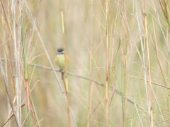 Culicivora caudacuta