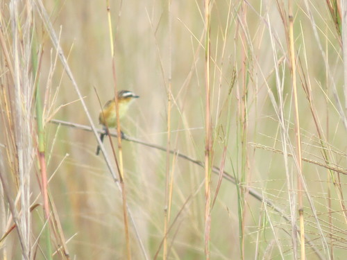 Sharp-tailed Grass Tyrant (Culicivora caudacuta), photo 9