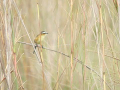 Culicivora caudacuta