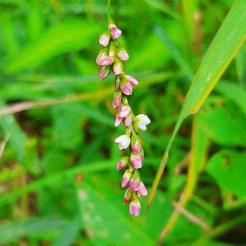 Image of Persicaria mitis by (c) Michael Grundner, some rights reserved (CC BY)