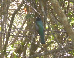 Trogon curucui
