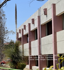 Dasylirion longissimum