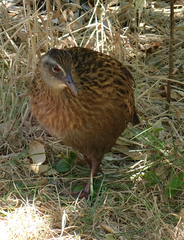 Gallirallus australis hectori