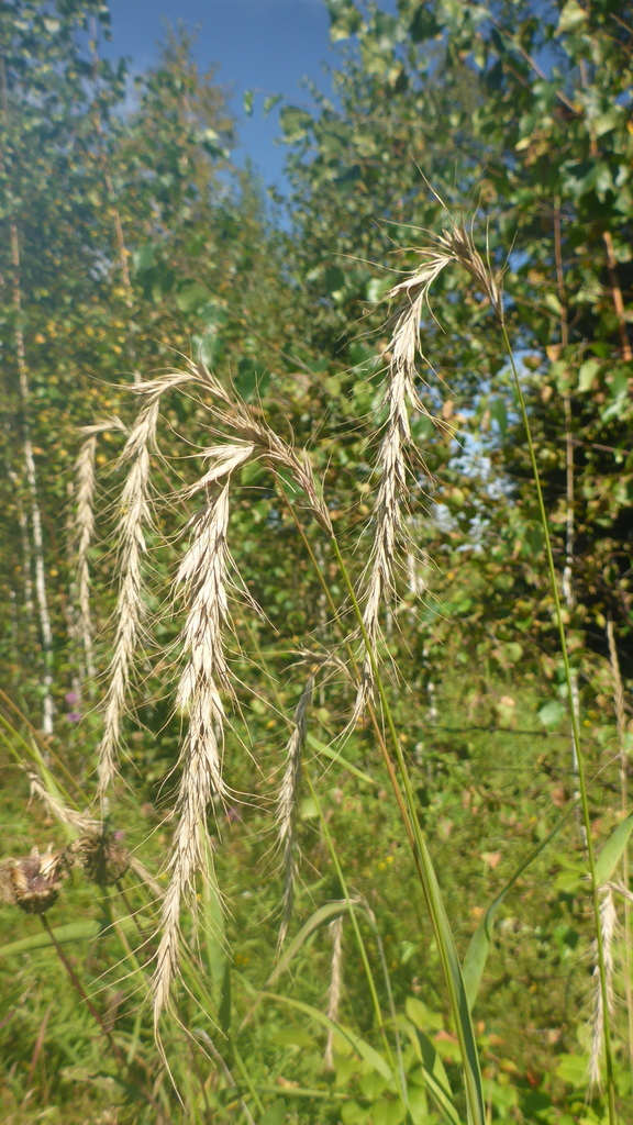 Siberian Wild Rye from Иркутский р-н, Иркутская обл., Россия on August ...