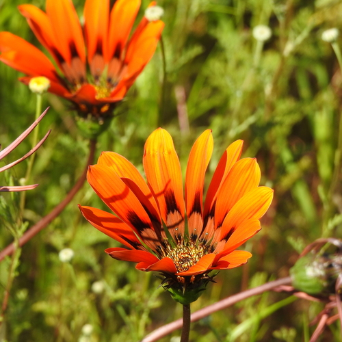 Image of Gazania rigida by (c) Noeleen du Toit, some rights reserved (CC BY-SA)