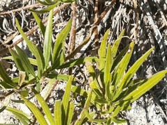 Verbesina hintoniorum