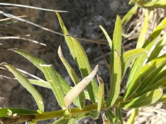 Verbesina hintoniorum