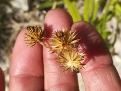 Verbesina hintoniorum