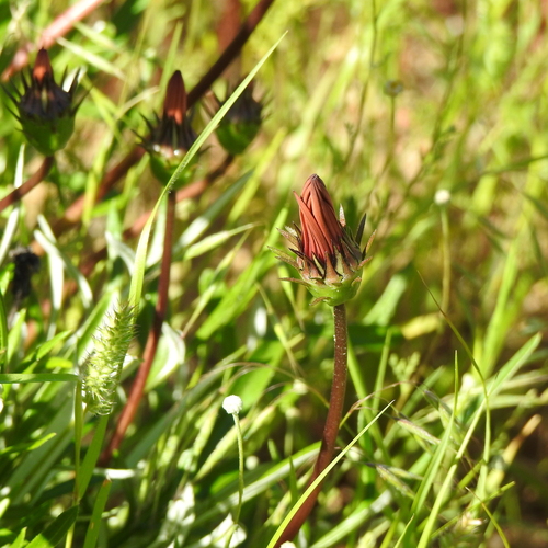 Image of Gazania rigida by (c) Noeleen du Toit, some rights reserved (CC BY-SA)